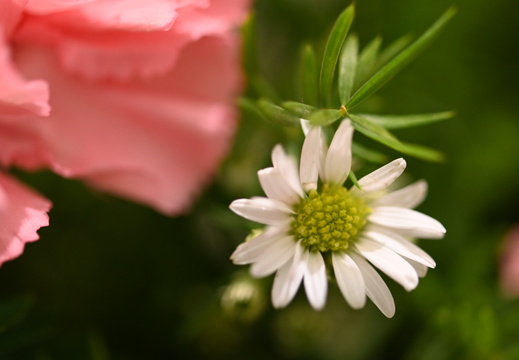 Noel-Aster-novi-belgii
